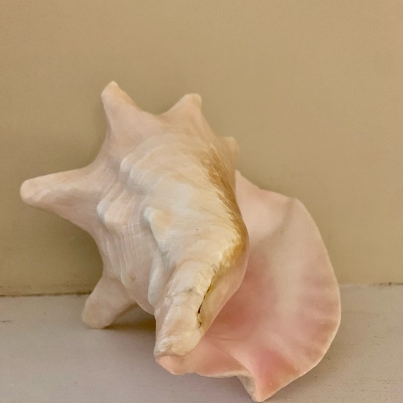 📌 Large Queen Conch Shell - Picture 5 of 5